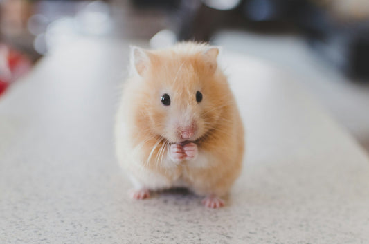 Discover Cruelty-Free Skincare Secrets with Sugar & Spice
