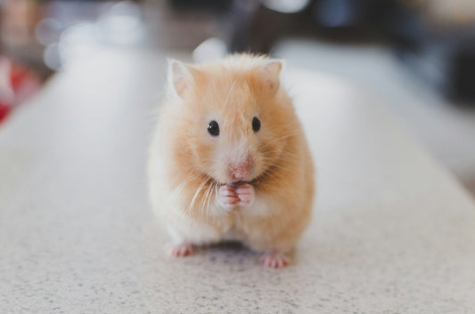 Discover Cruelty-Free Skincare Secrets with Sugar & Spice