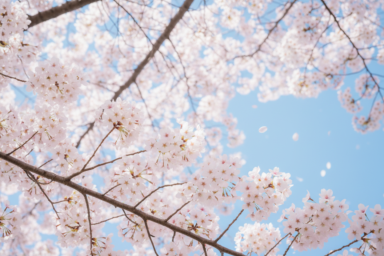 Cherry blossoms against a clear blue sky